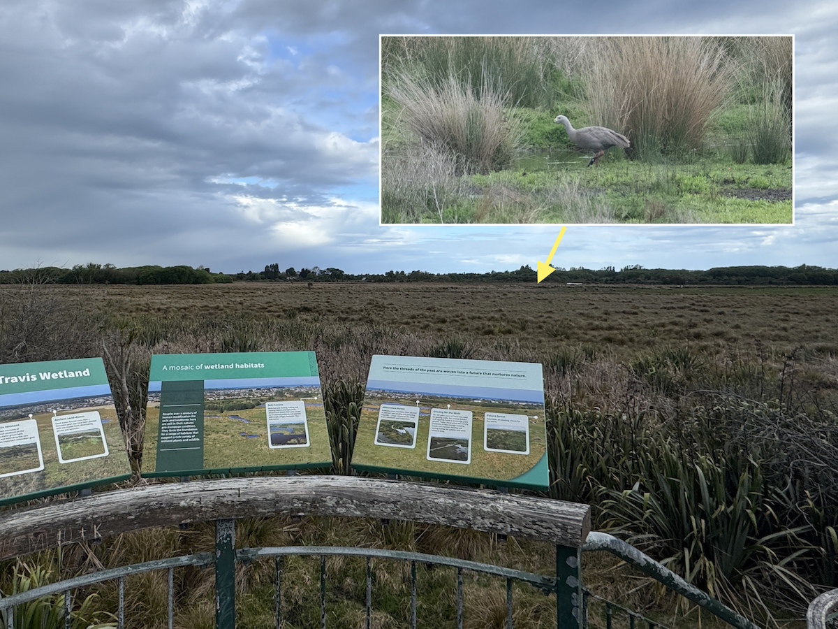 Cape Barren Goose - ML643581055