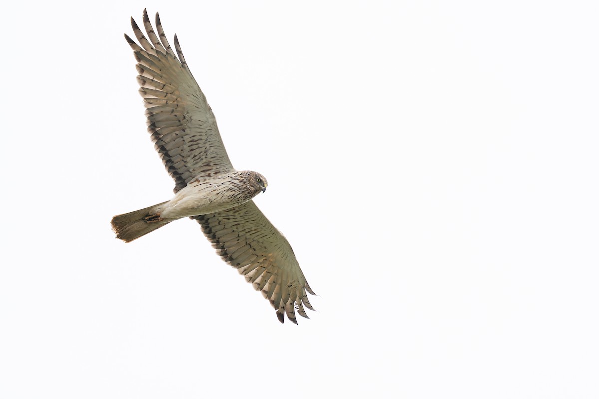 Swamp Harrier - ML643581062