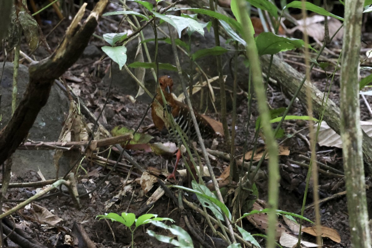 Red-legged Crake - ML643581076