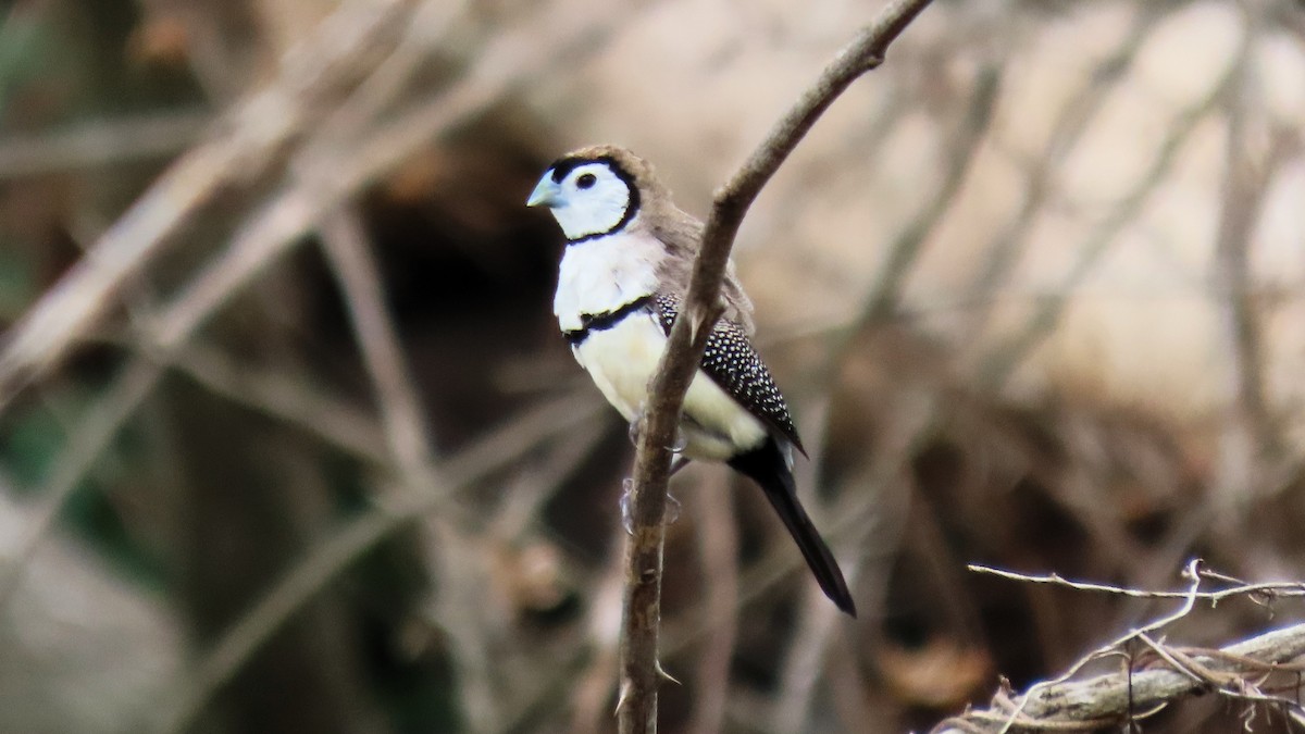 Double-barred Finch - ML643581106