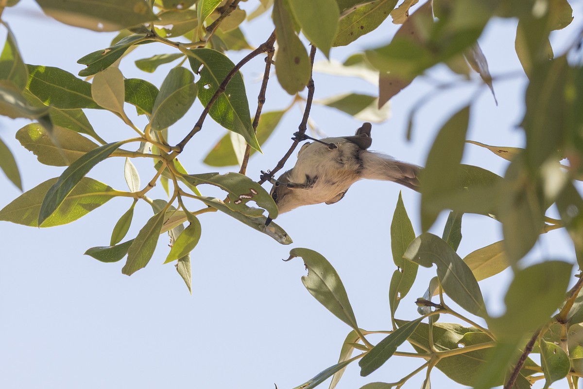 Dusky Gerygone - ML643581113
