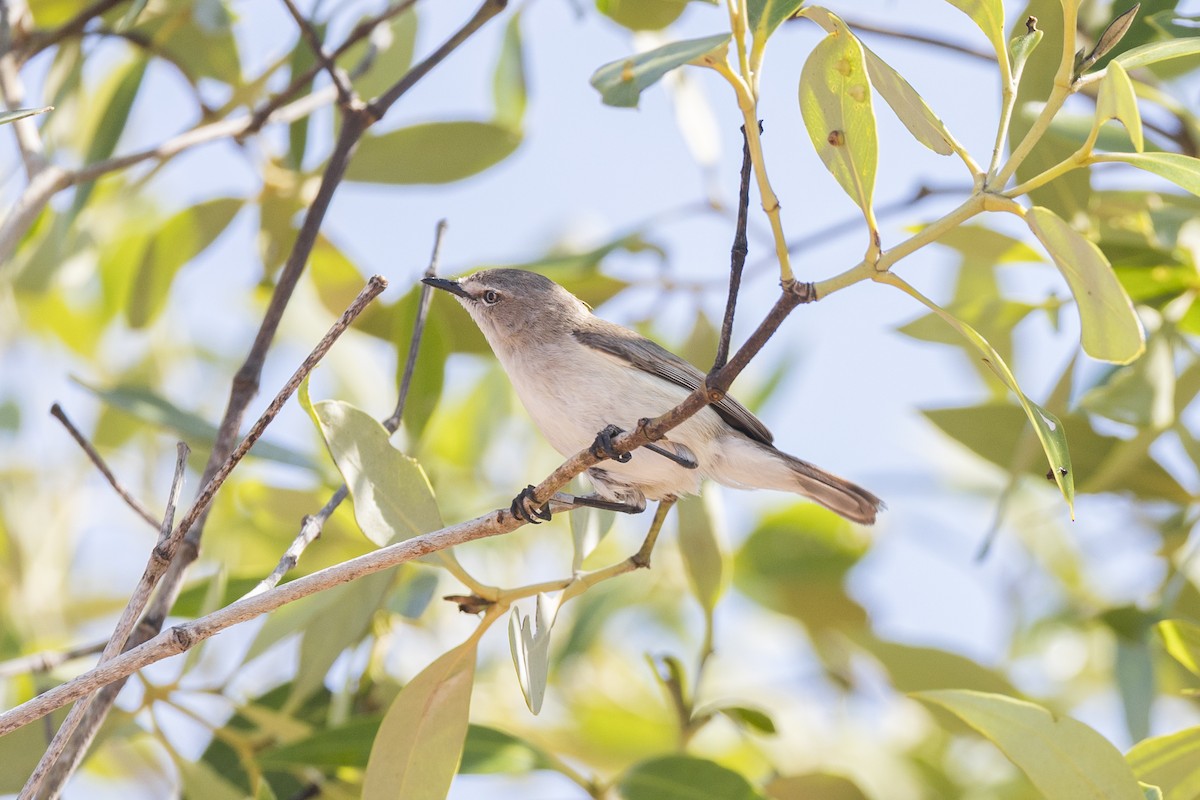 Dusky Gerygone - ML643581114