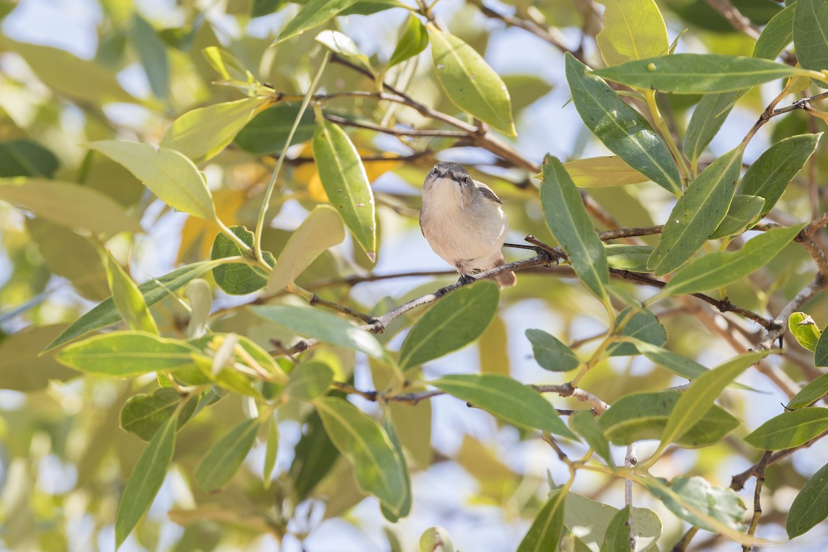 Dusky Gerygone - ML643581116