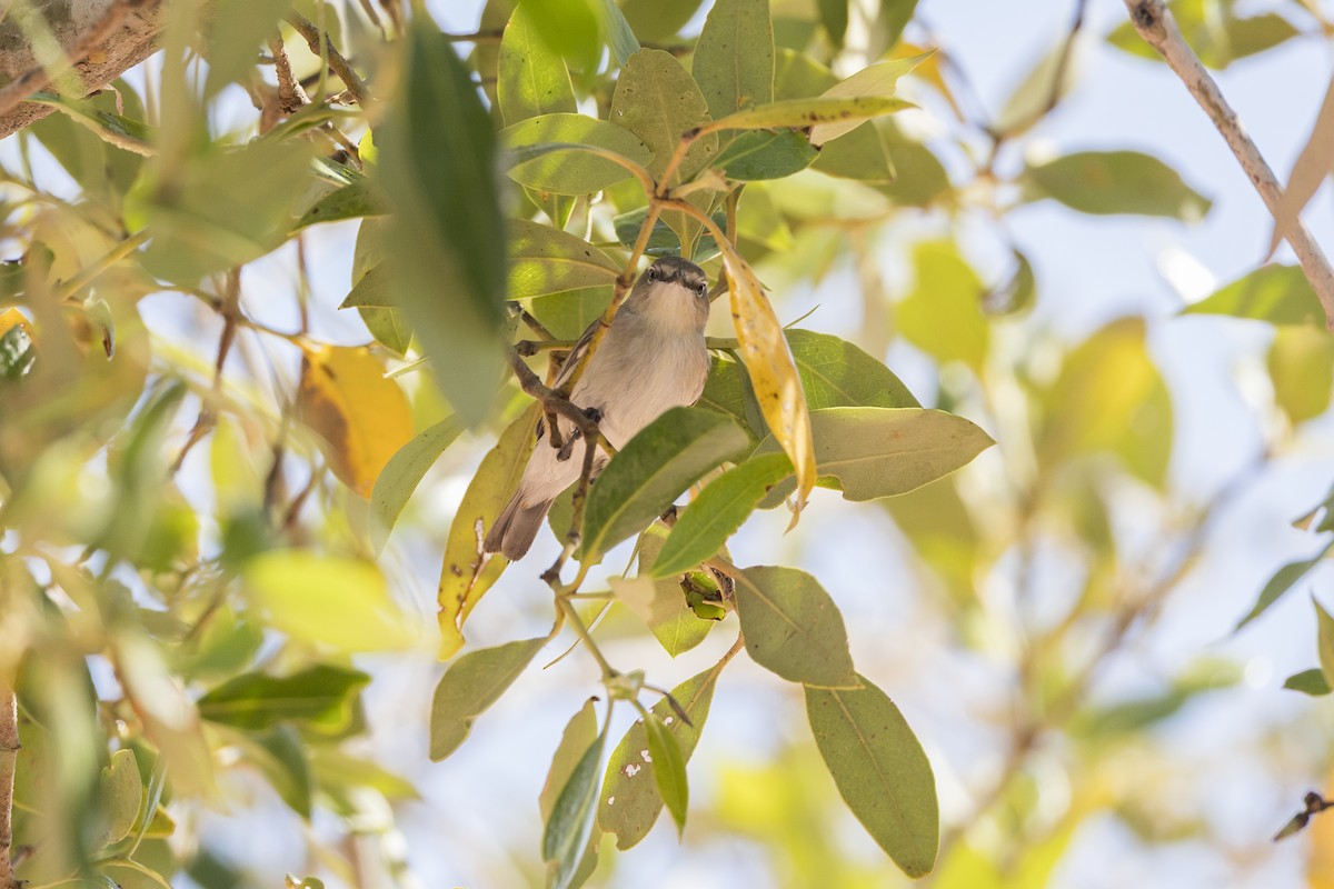 Dusky Gerygone - ML643581117