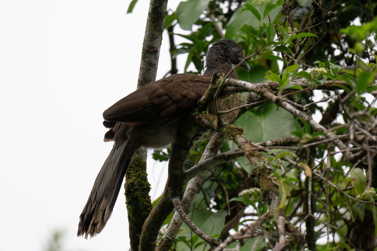 Gray-headed Chachalaca - ML643581119