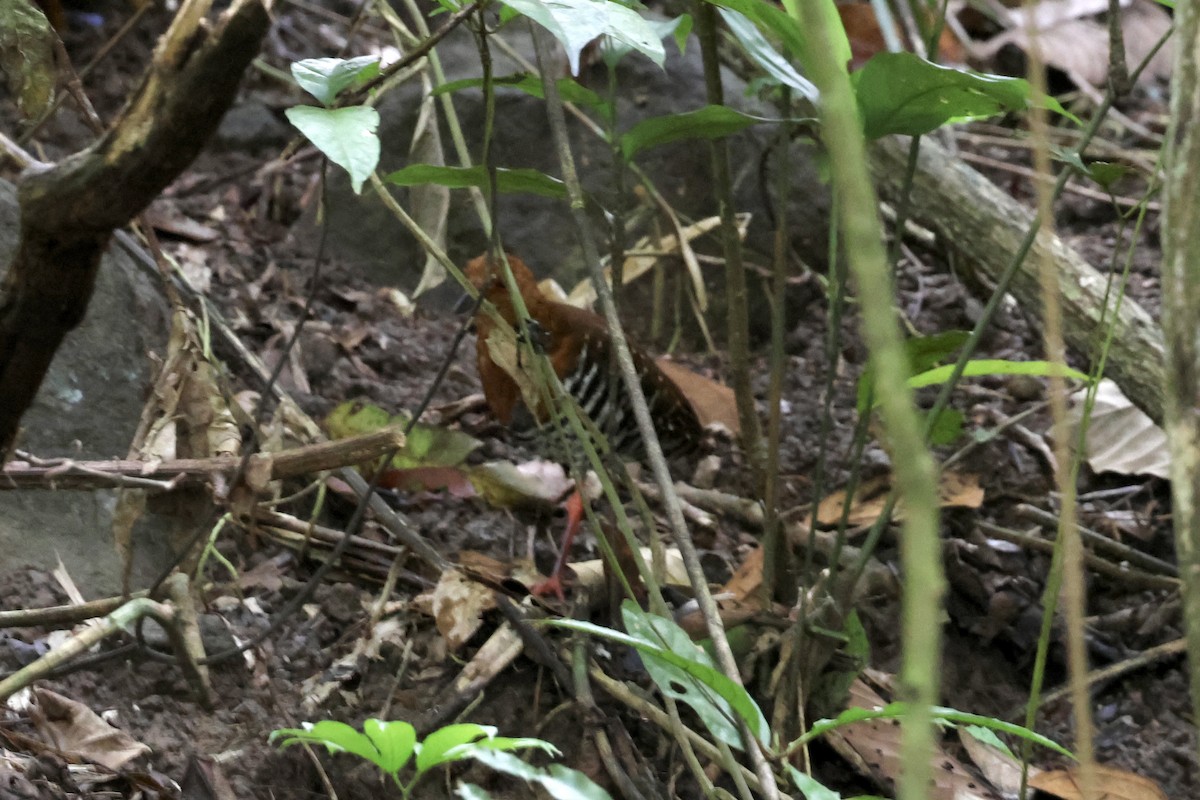Red-legged Crake - ML643581125
