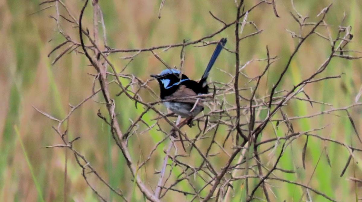 Superb Fairywren - ML643581127