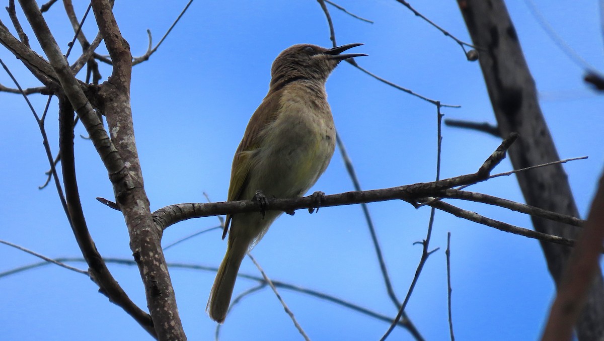 Brown Honeyeater - ML643581134