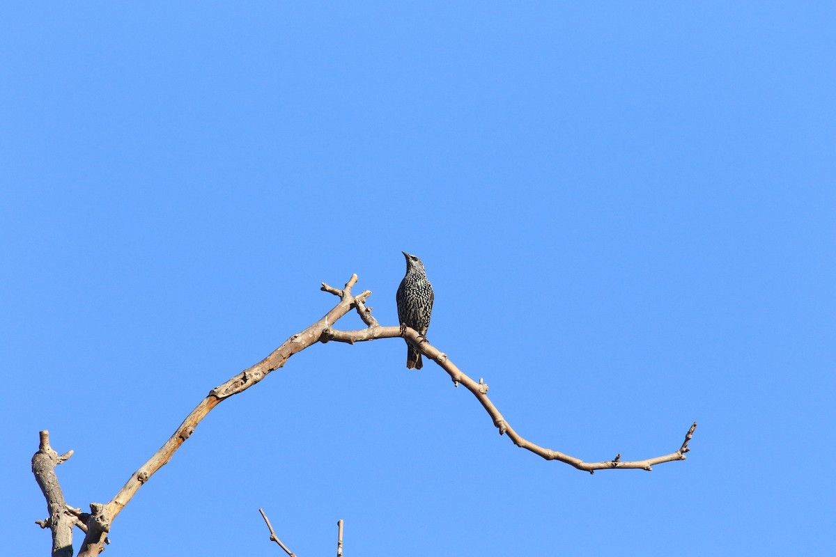 Arabazozo pikarta - ML643581143