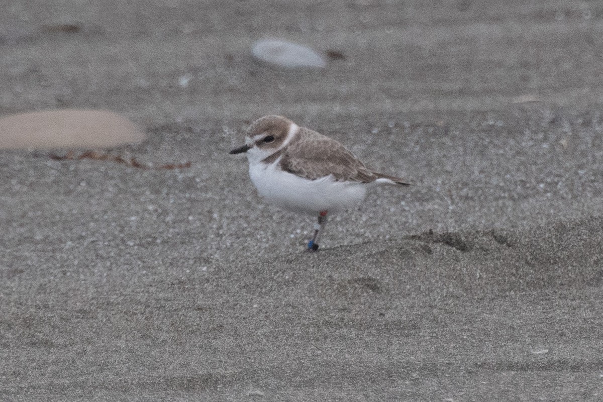 Snowy Plover - ML643581181