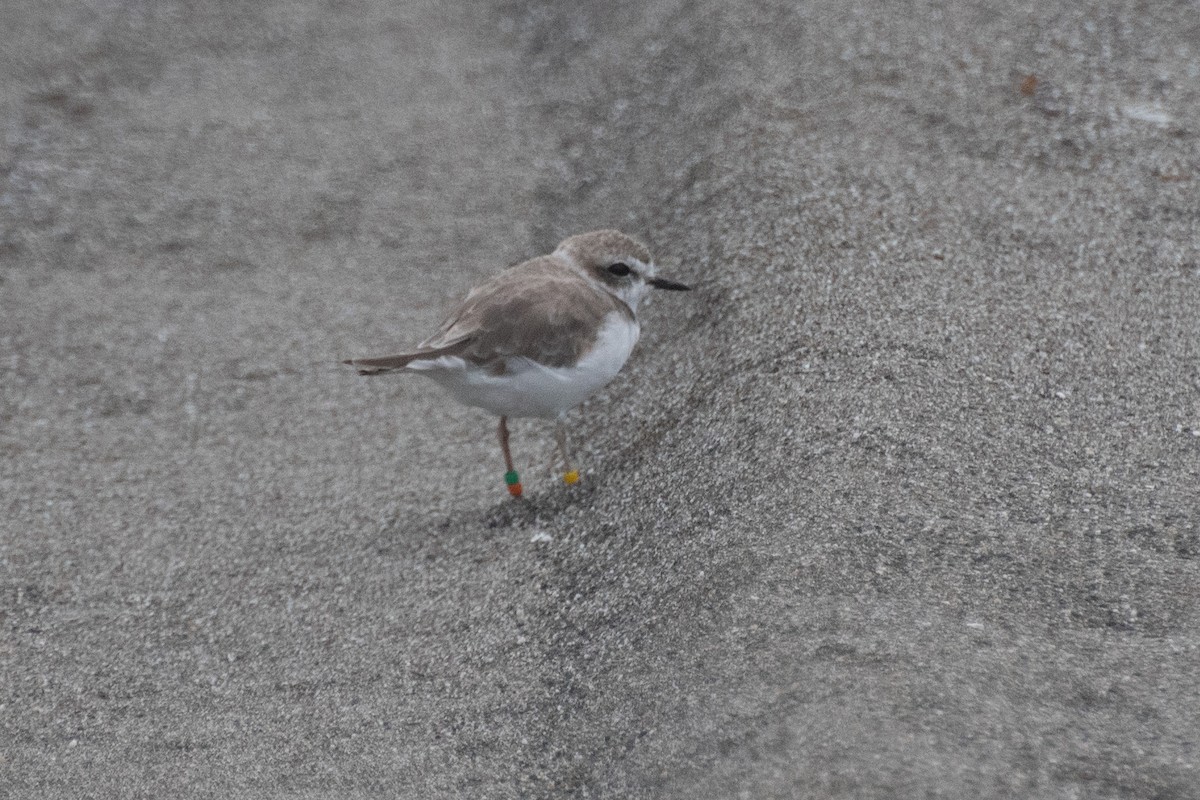 Snowy Plover - ML643581183