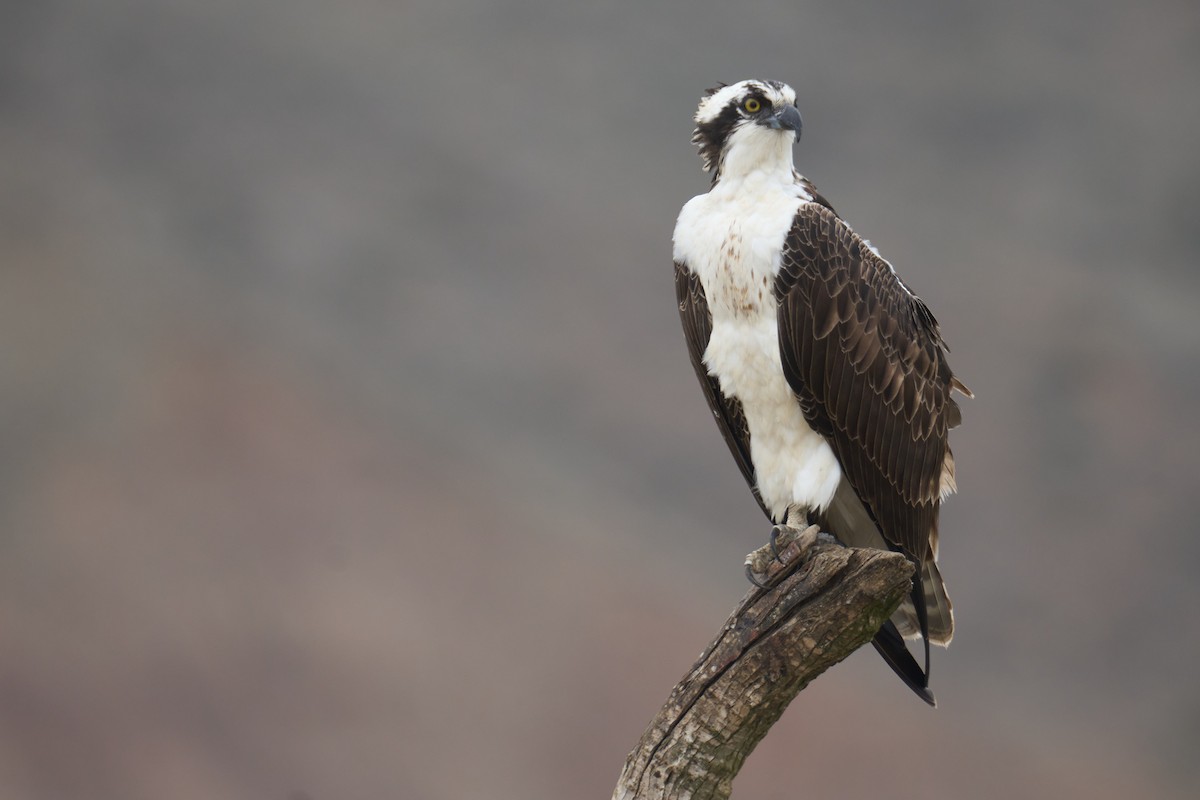 Osprey - ML643581216