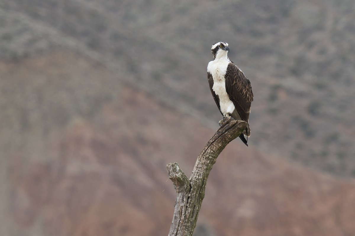 Osprey - ML643581217