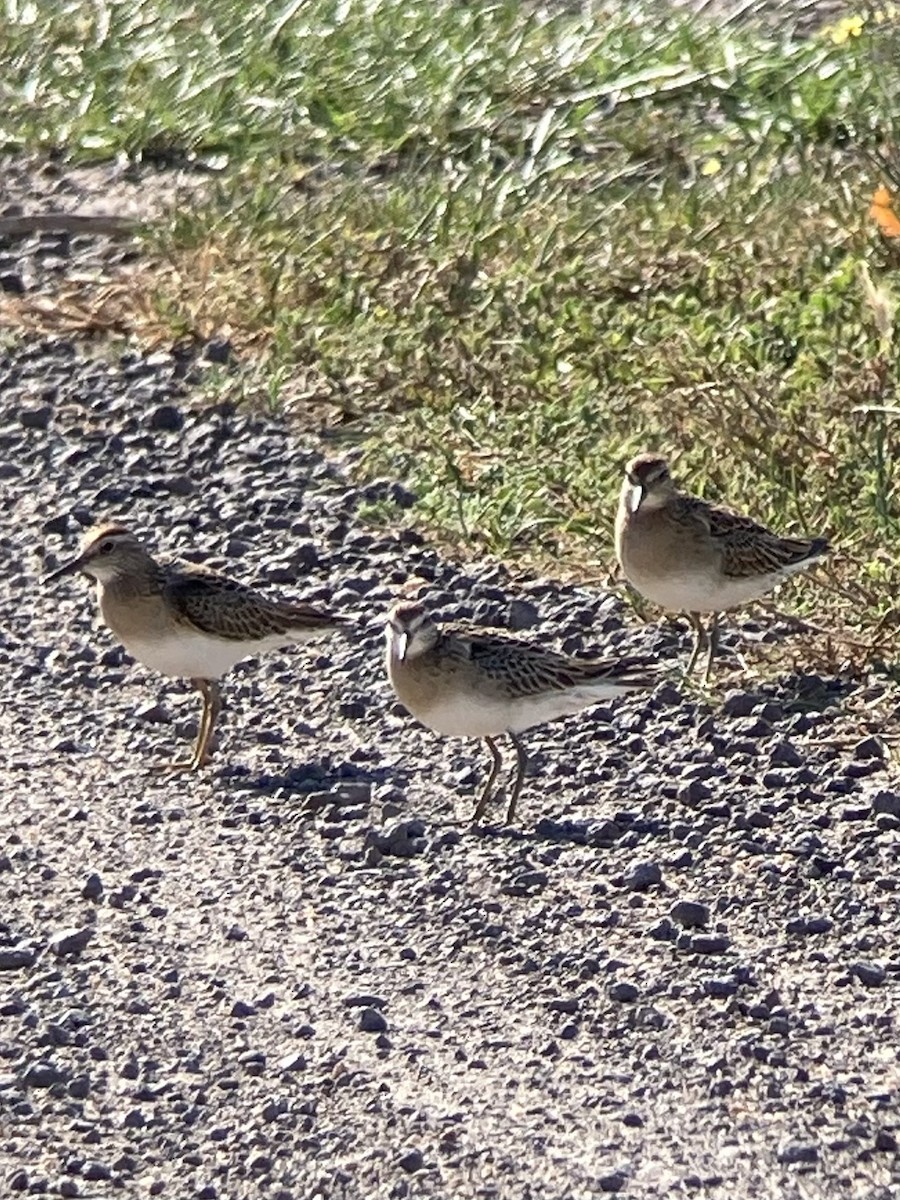 Sharp-tailed Sandpiper - ML643581219