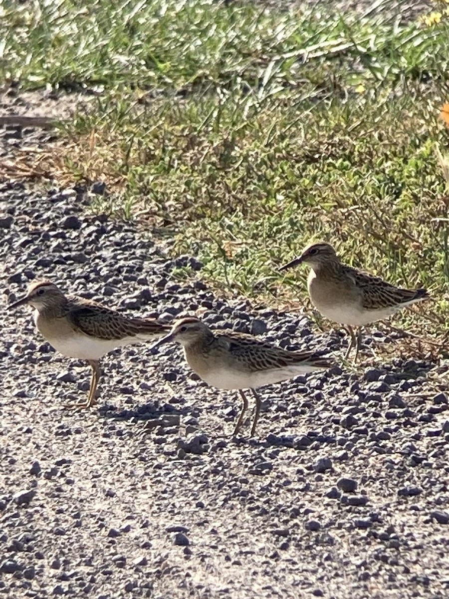 Sharp-tailed Sandpiper - ML643581220