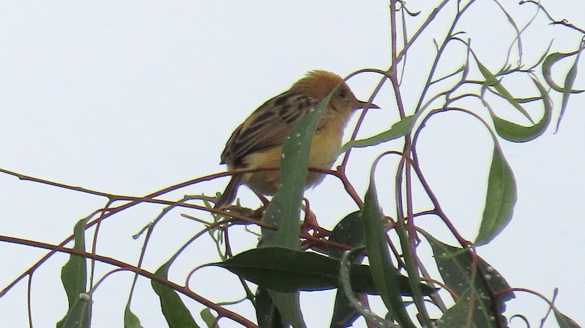 Golden-headed Cisticola - ML643581229