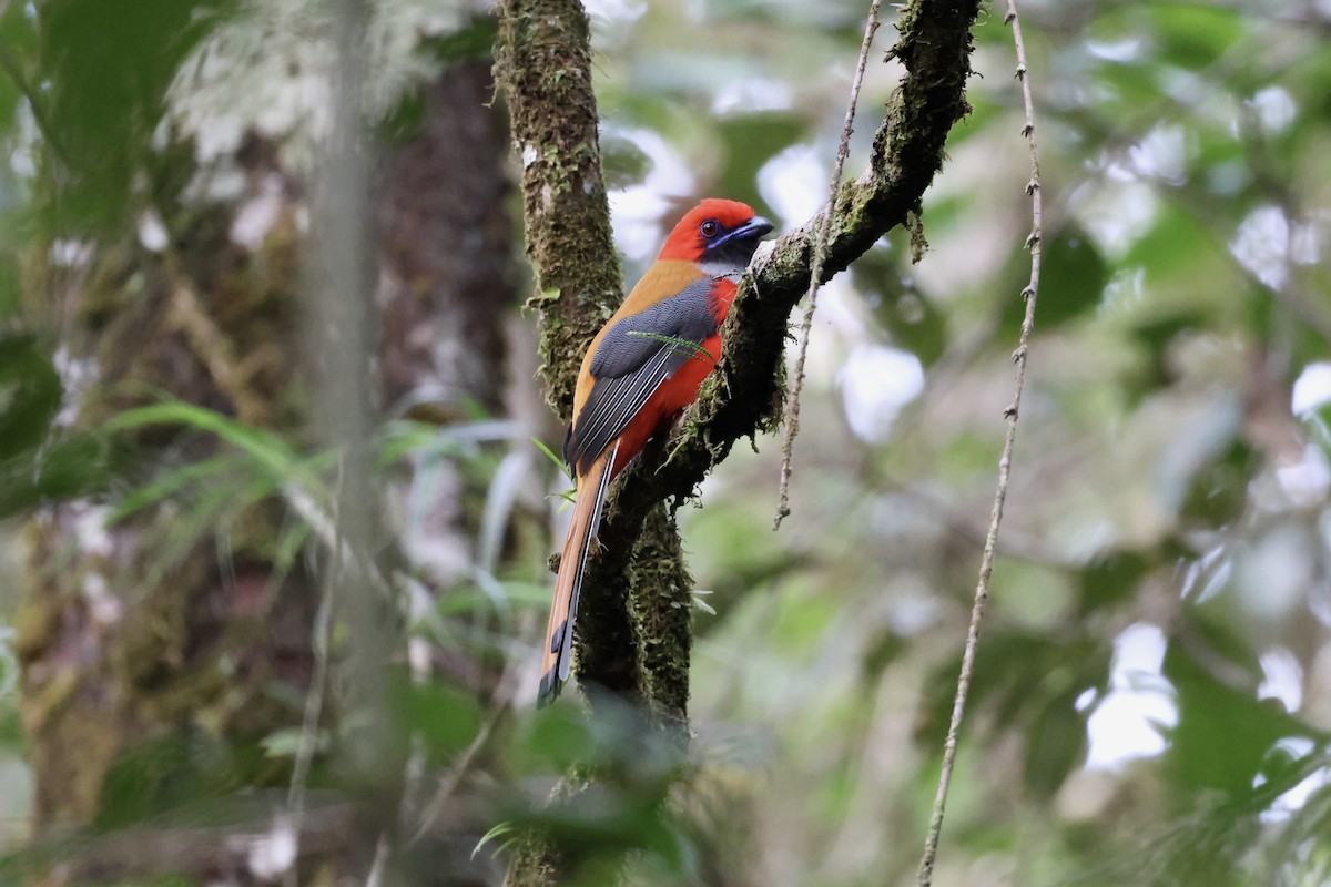 Whitehead's Trogon - ML643581230