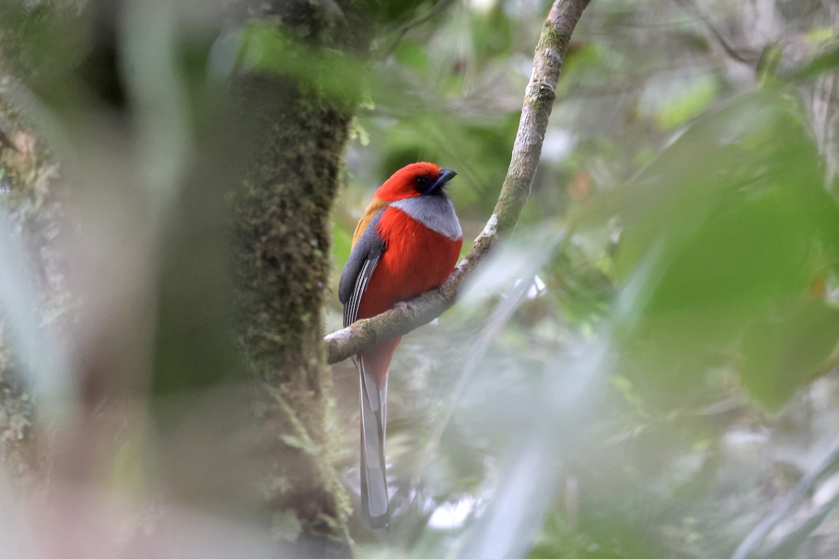 Whitehead's Trogon - ML643581231