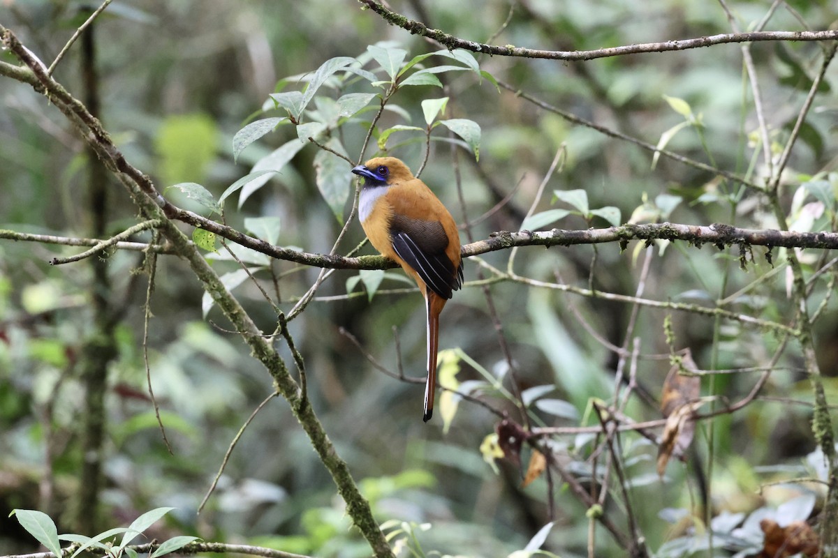 Whitehead's Trogon - ML643581232