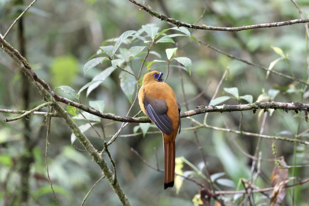 Whitehead's Trogon - ML643581233