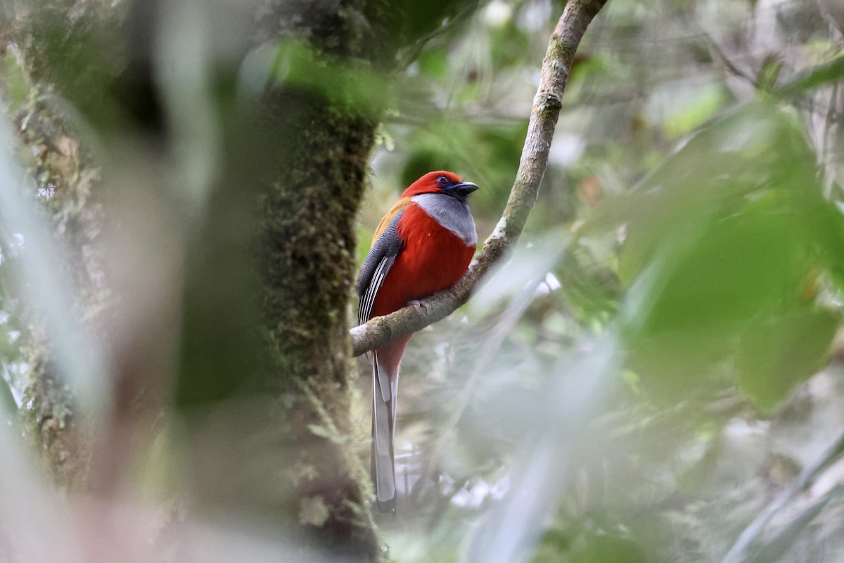 Whitehead's Trogon - ML643581234