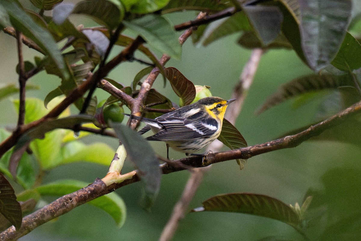 Blackburnian Warbler - ML643581236