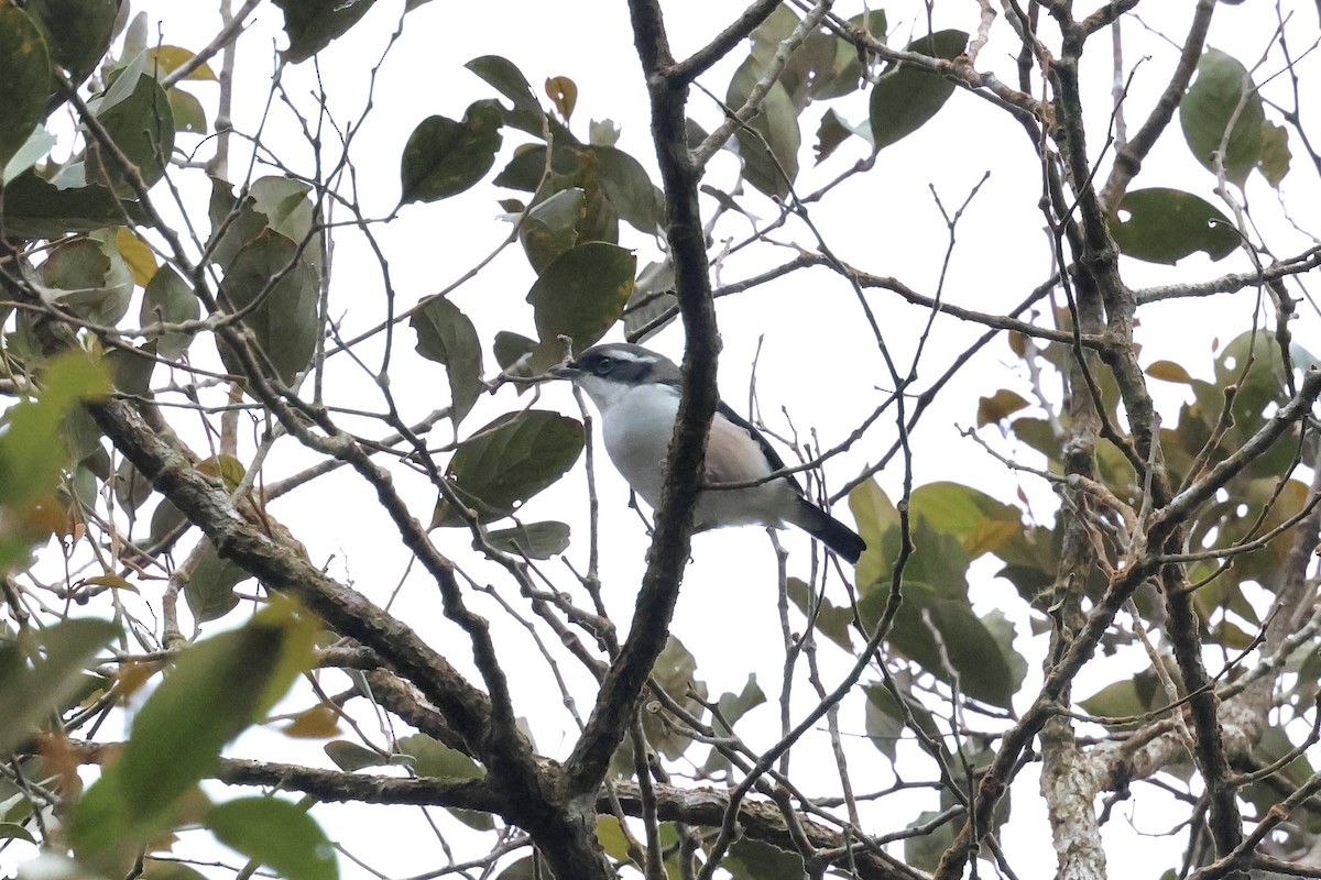 White-browed Shrike-Babbler (Blyth's) - ML643581243
