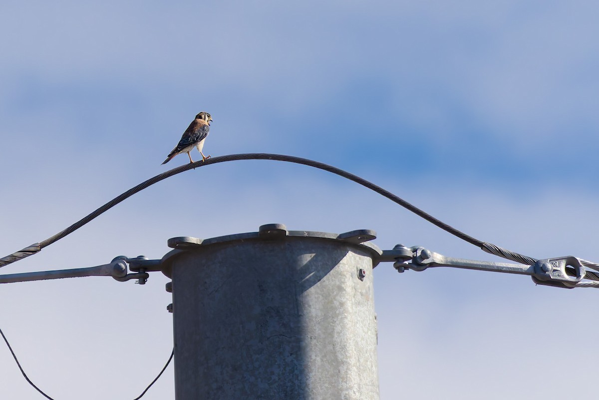 American Kestrel - ML643581326