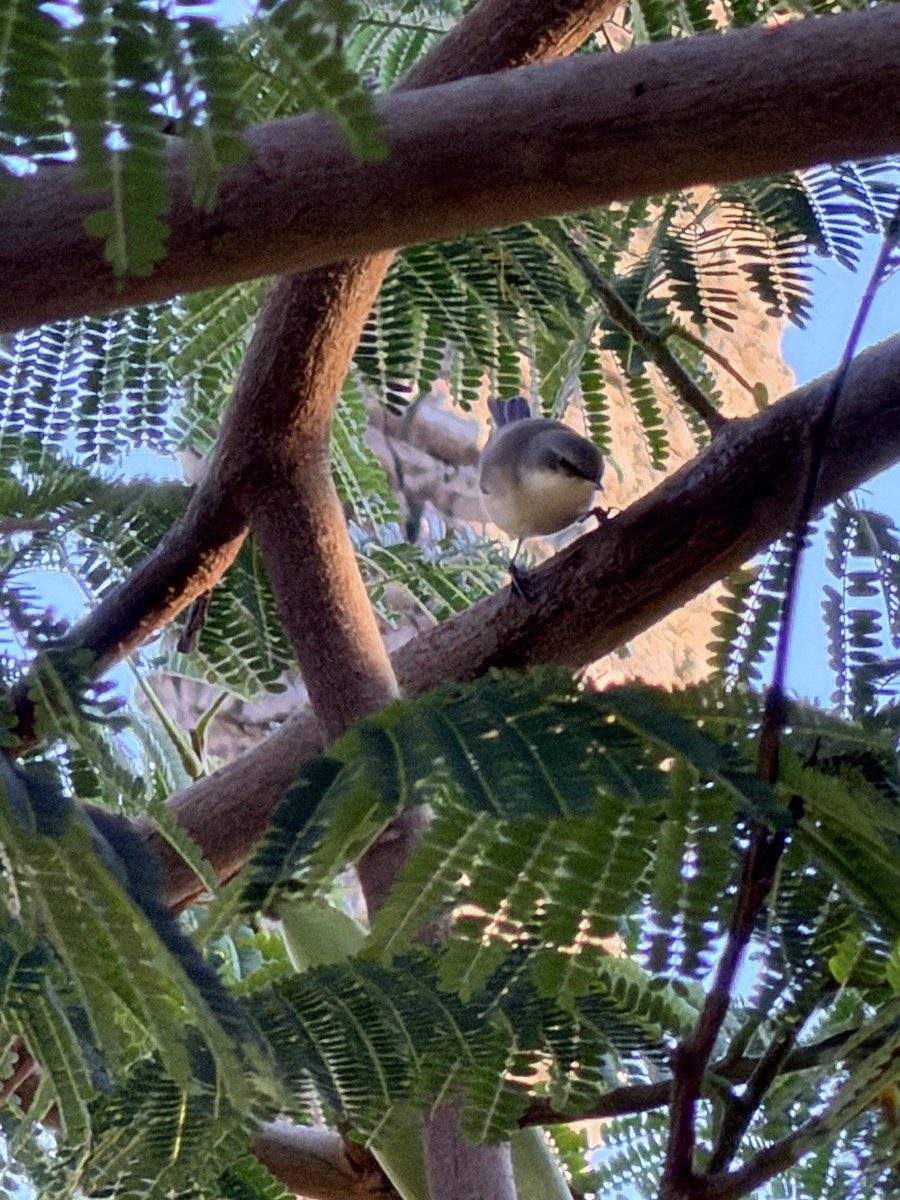 白喉林鶯 - ML643581327