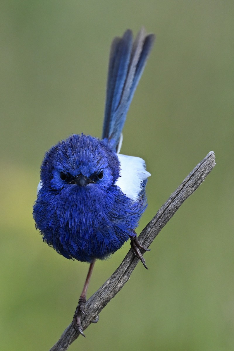 White-winged Fairywren - ML643581339