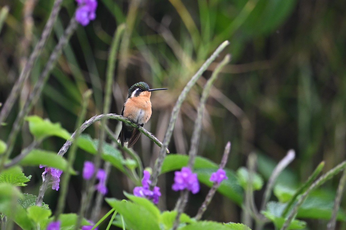 Purple-throated Mountain-gem - ML643581342