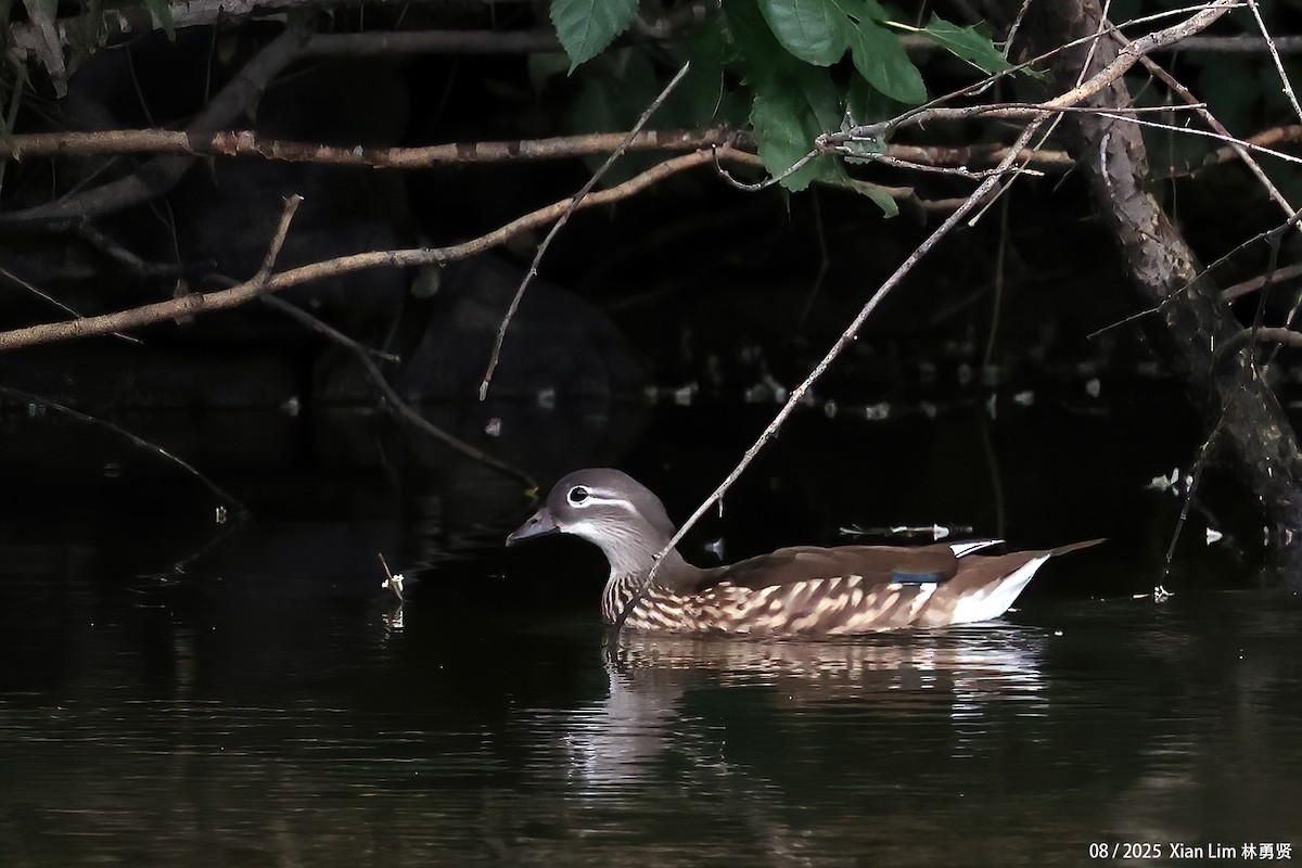 Mandarin Duck - ML643581379