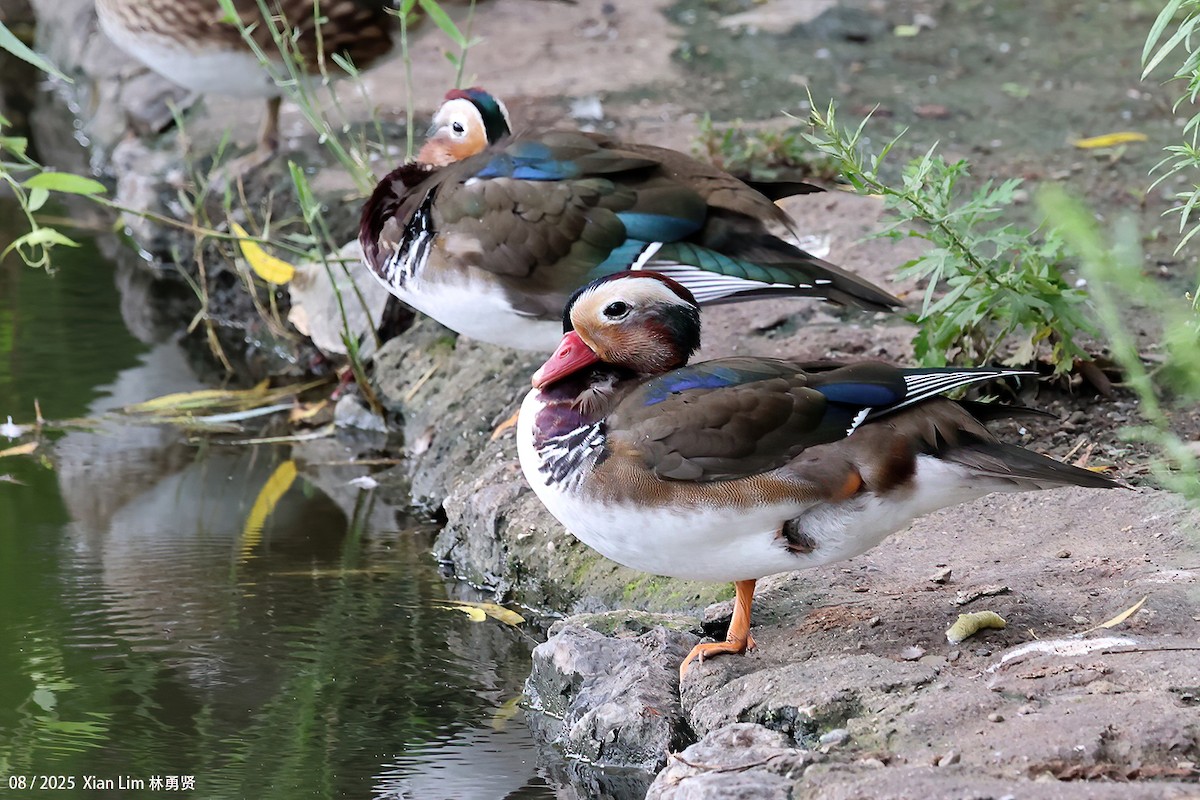 Mandarin Duck - ML643581380