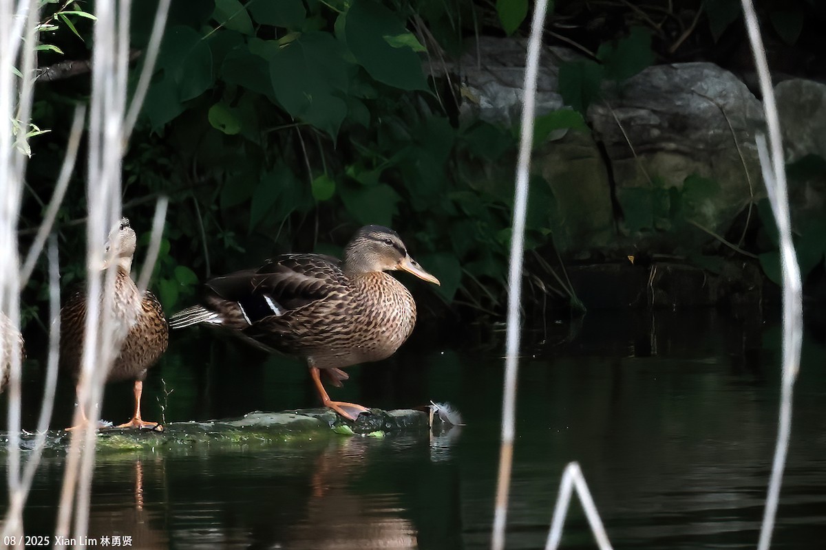 Mallard - ML643581381