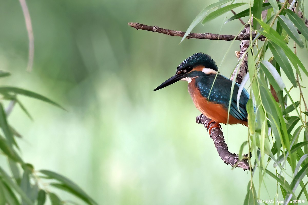 Common Kingfisher - ML643581386