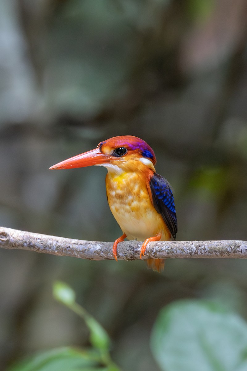 Black-backed Dwarf-Kingfisher - ML643581388