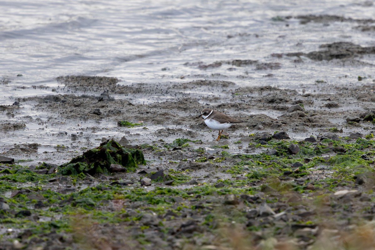 Semipalmated Plover - ML643581390
