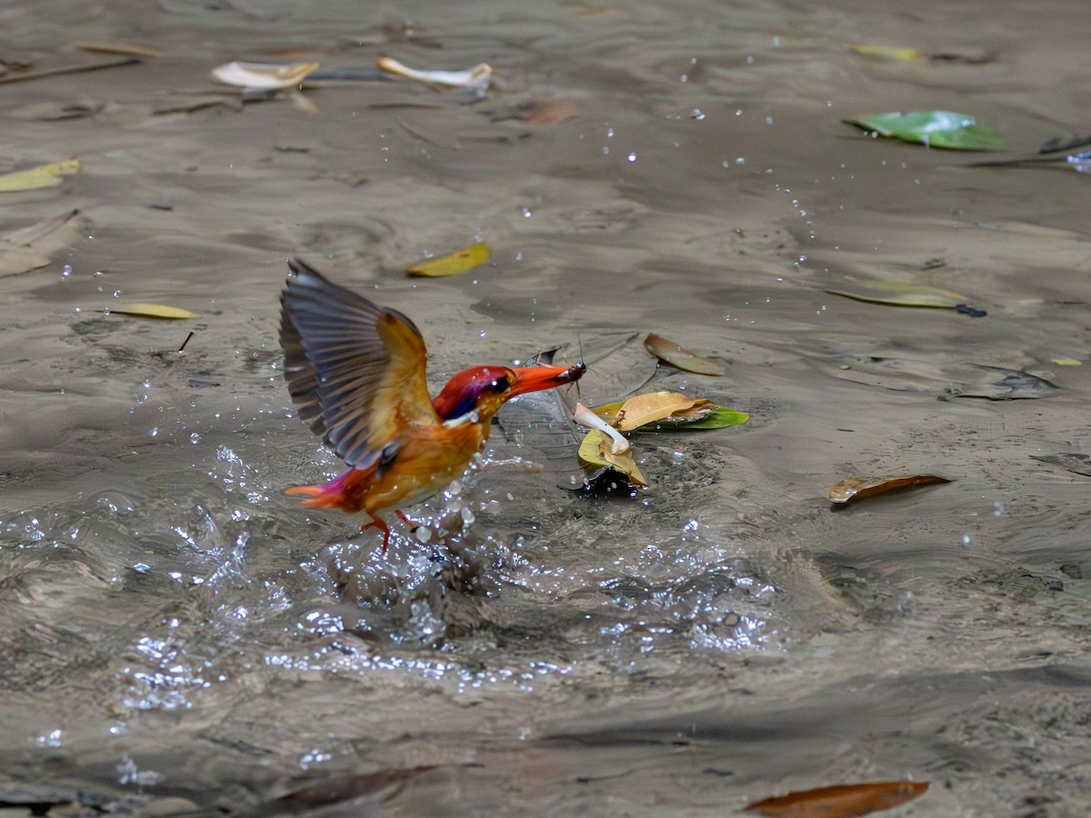 Black-backed Dwarf-Kingfisher - ML643581391