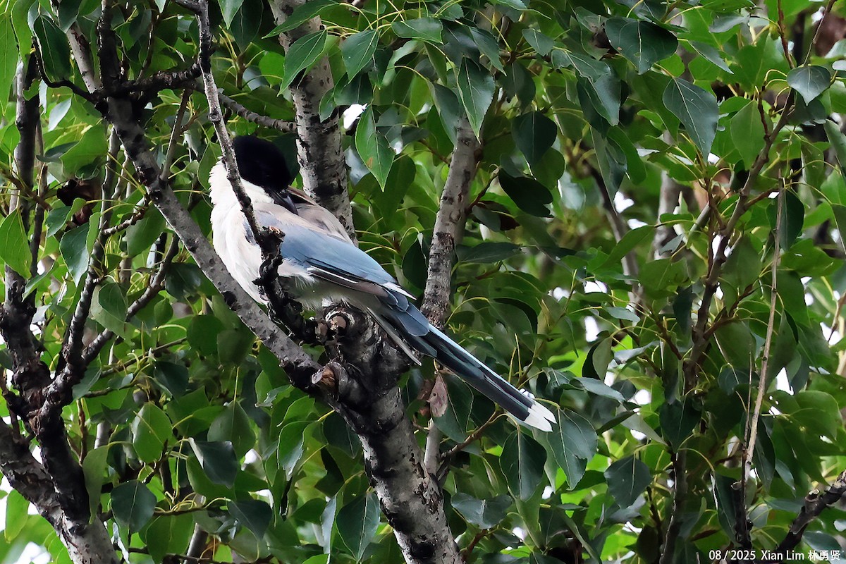 Azure-winged Magpie - ML643581395