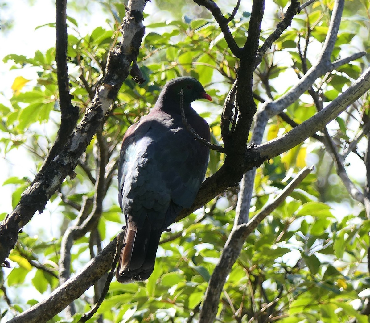 New Zealand Pigeon - ML643581406