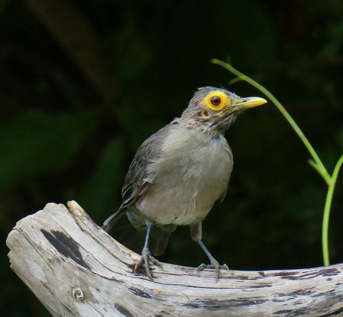 Spectacled Thrush - ML643581407