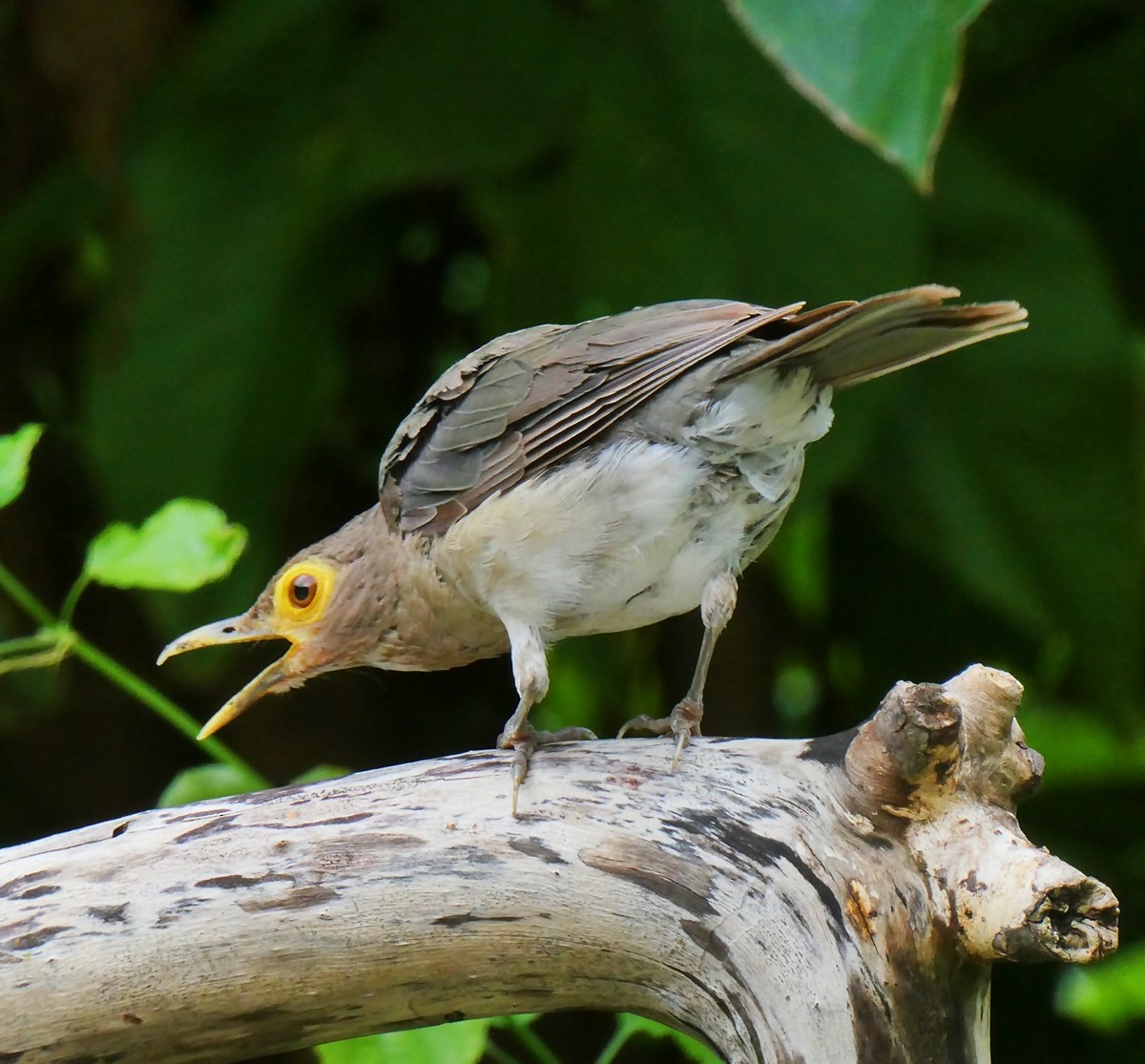 Spectacled Thrush - ML643581408