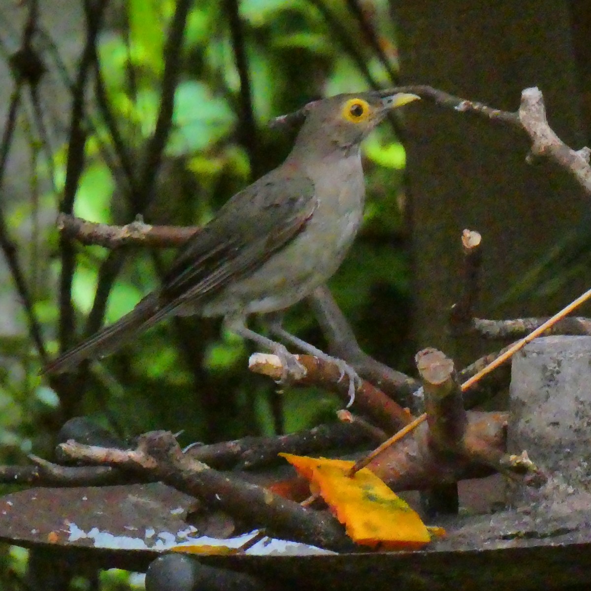 Spectacled Thrush - ML643581411