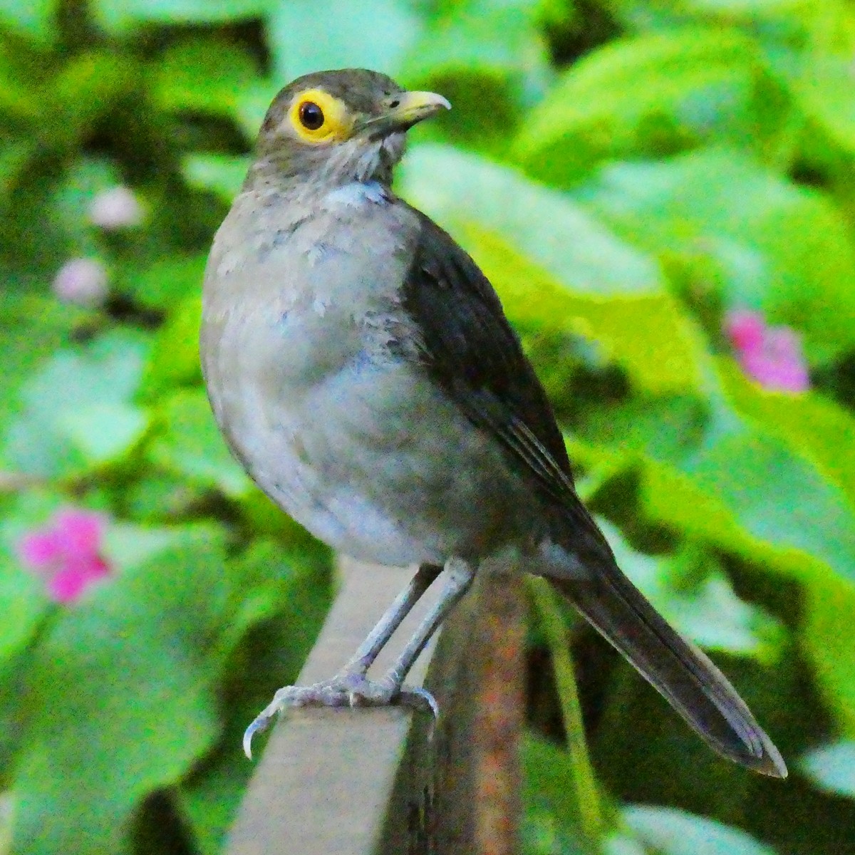 Spectacled Thrush - ML643581412