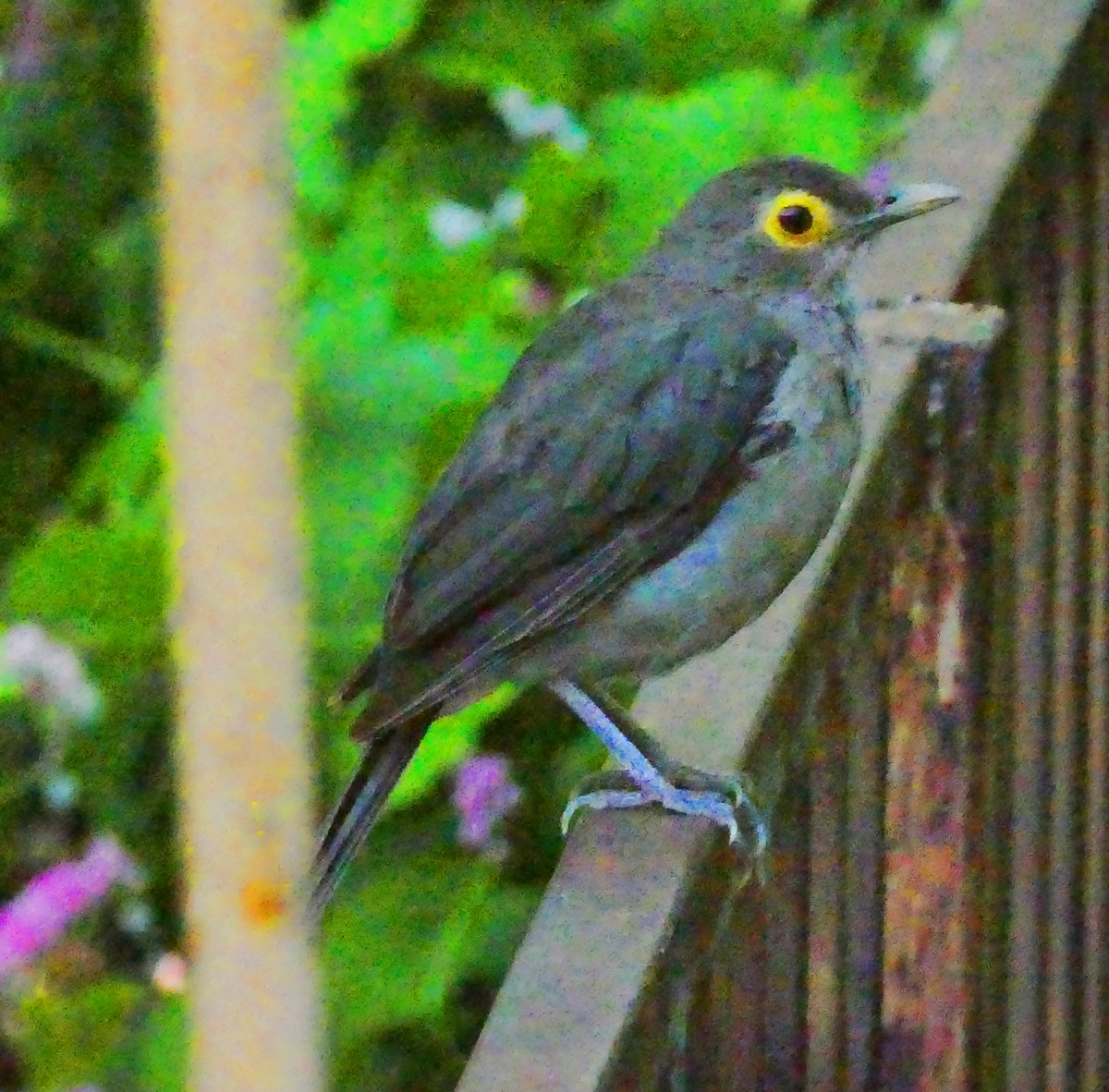 Spectacled Thrush - ML643581413