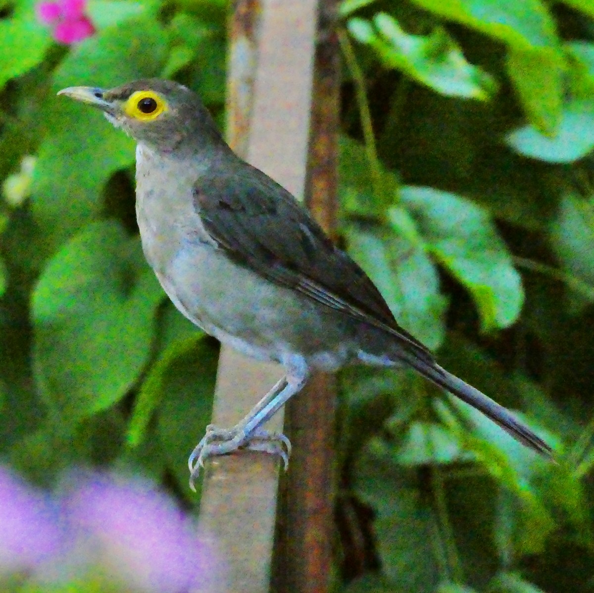 Spectacled Thrush - ML643581414