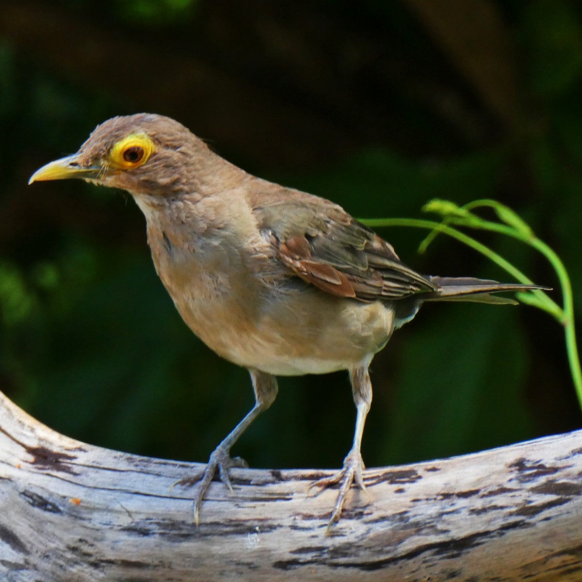 Spectacled Thrush - ML643581415