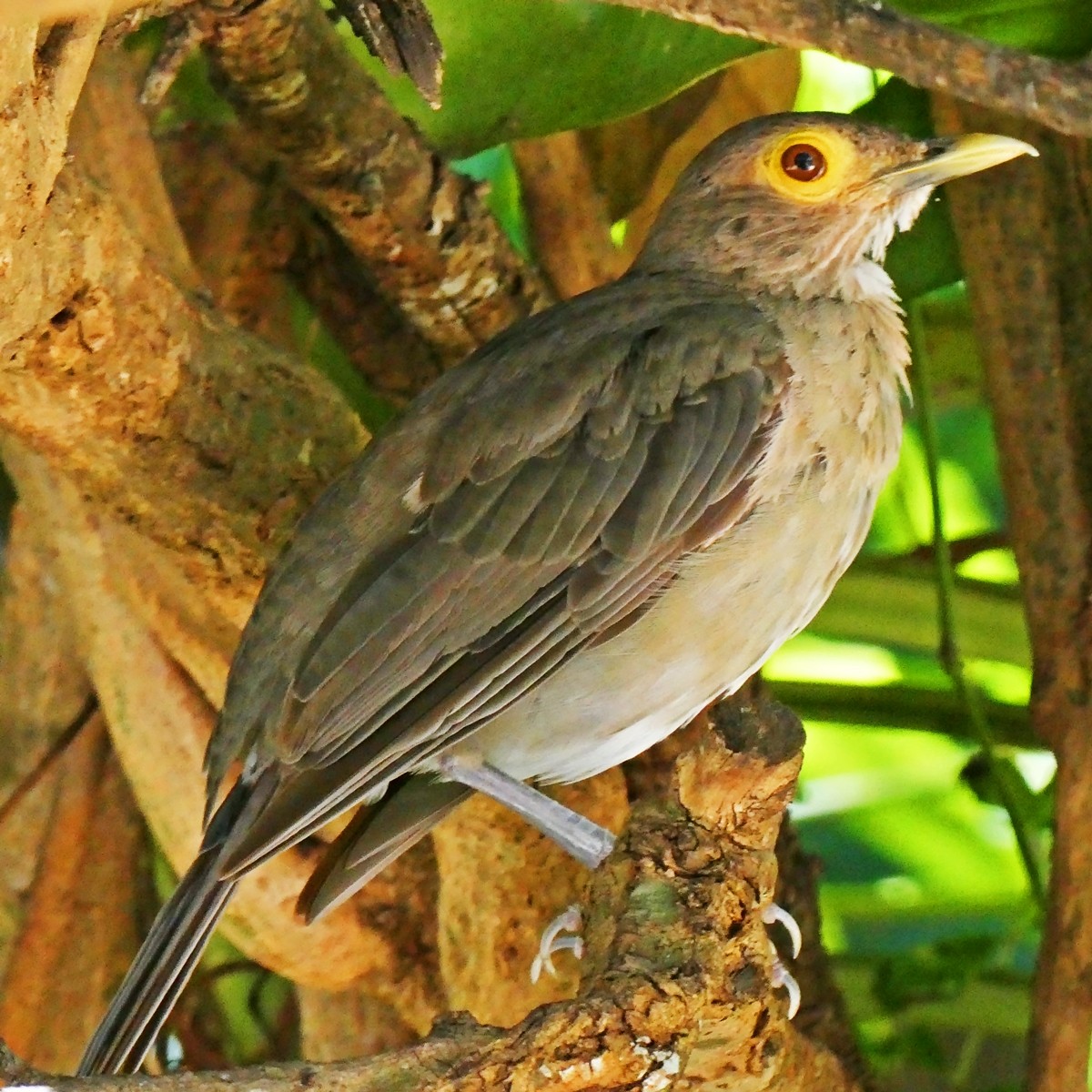 Spectacled Thrush - ML643581416