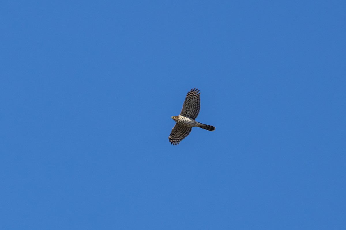 Cooper's Hawk - ML643581424