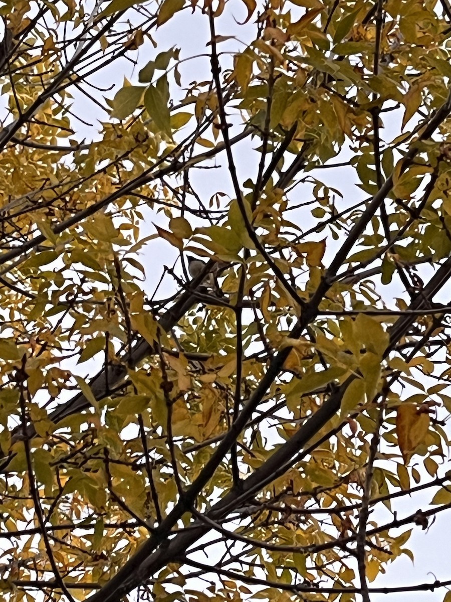 lesňáček modrohřbetý - ML643581426